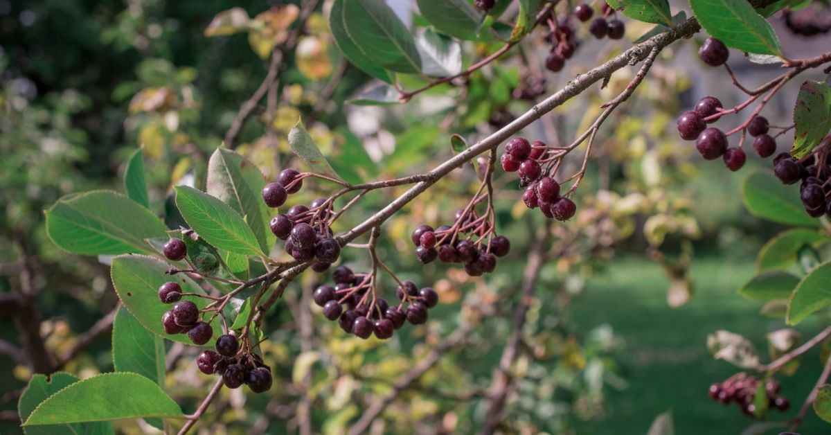 Grow the Beautiful Arrowwood Viburnum Tree The Habitat