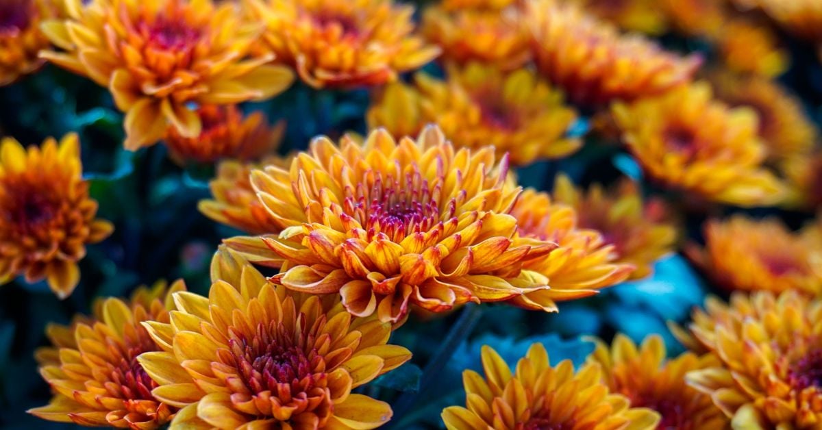 Growing Chrysanthemums in Your Garden The Habitat