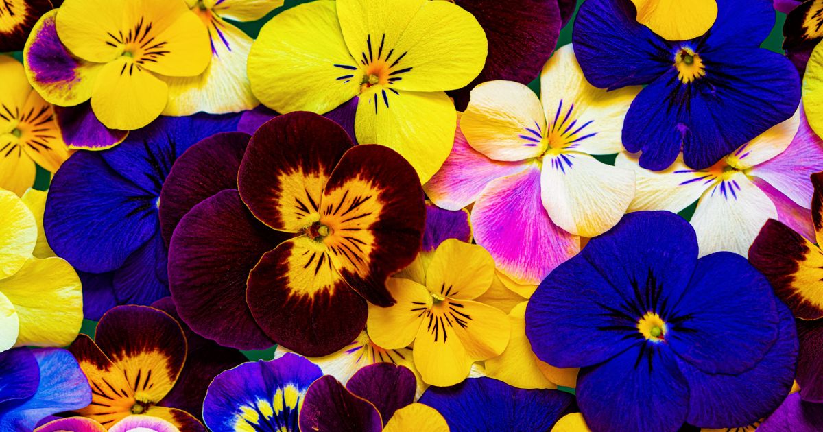 How to Grow Pansies in Your Garden The Habitat