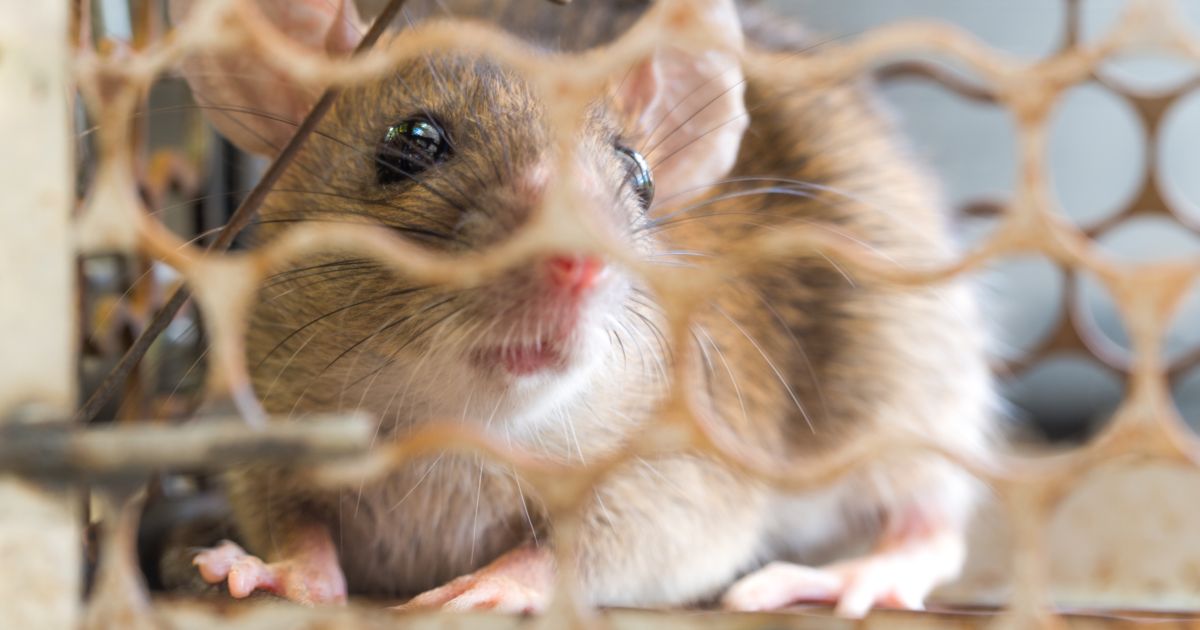Spring Time Rats Springtime Pests and How to Prevent Them - The Habitat