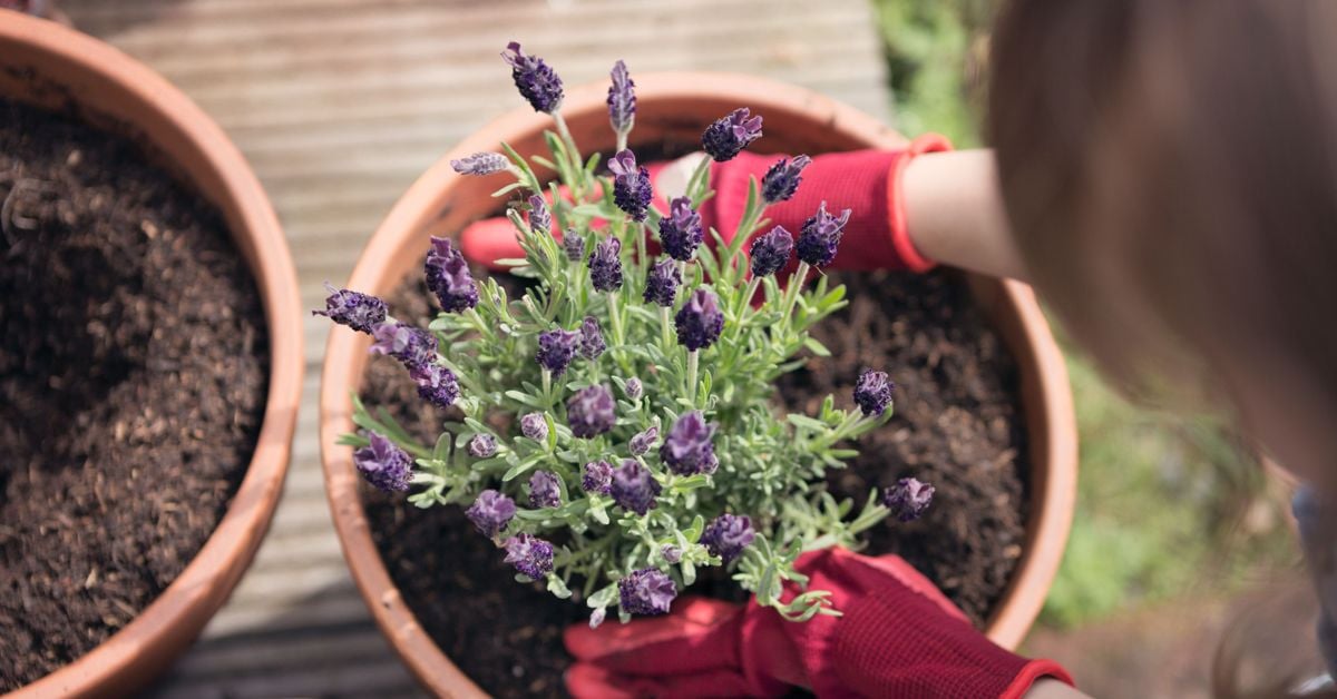 Propagating Lavender Plants from Cuttings The Habitat