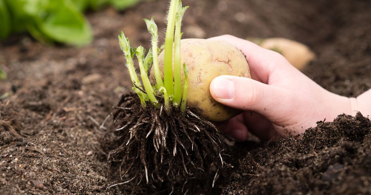 Potato Propagation Grow More Spuds The Habitat