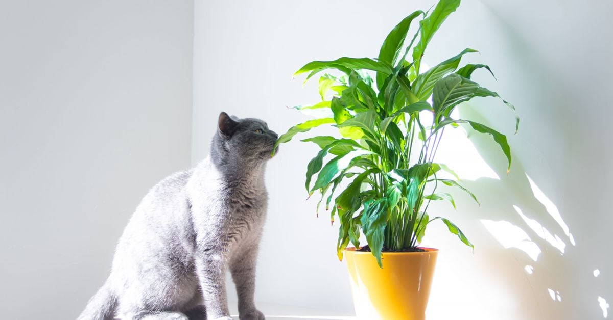 Are Peace Lilies Poisonous to Pets? The Habitat