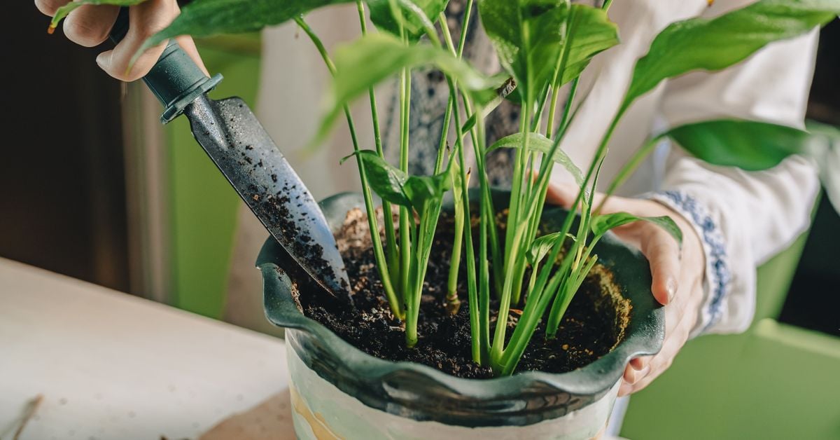 How To Make Your Own Peace Lily Potting Soil The Habitat