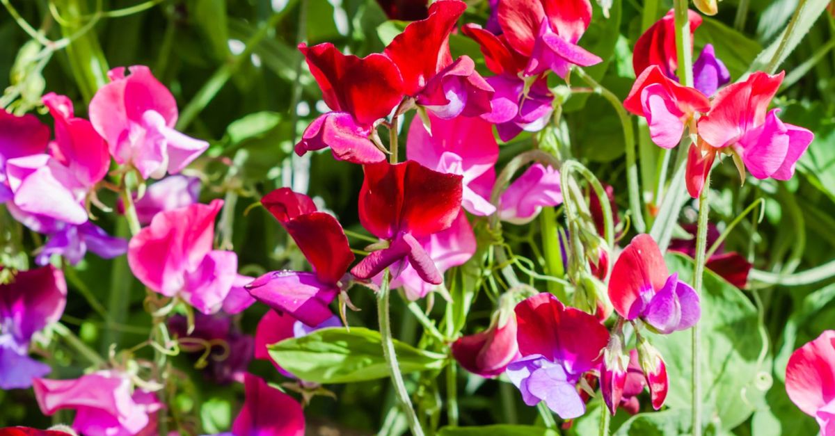 How to Grow Sweet Peas The Habitat