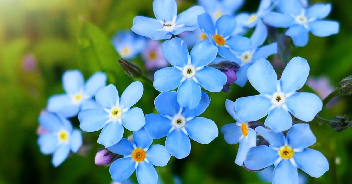 Blue Flowers to Brighten Up Your Garden The Habitat