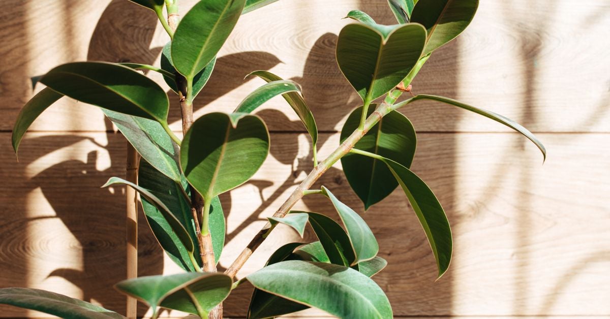 How To Care For a Rubber Plant The Habitat