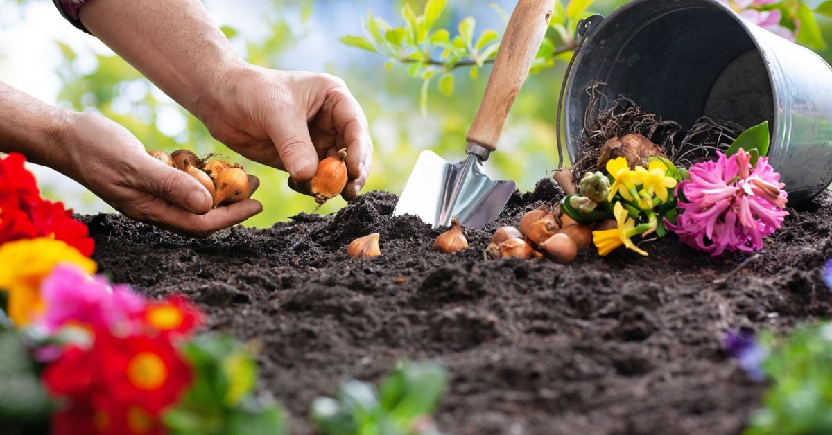 Understanding Corms, Bulbs, Tubers, and Rhizomes The Habitat