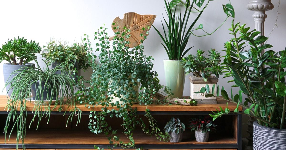 The Best Houseplants for Spring The Habitat