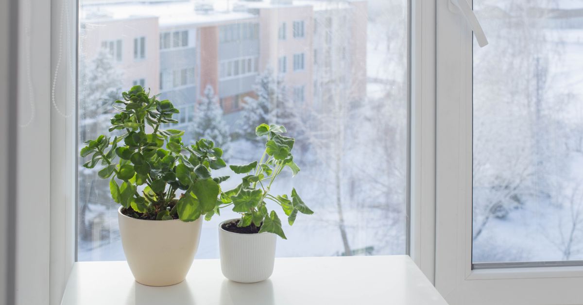 The Best Houseplants for the Winter Months The Habitat