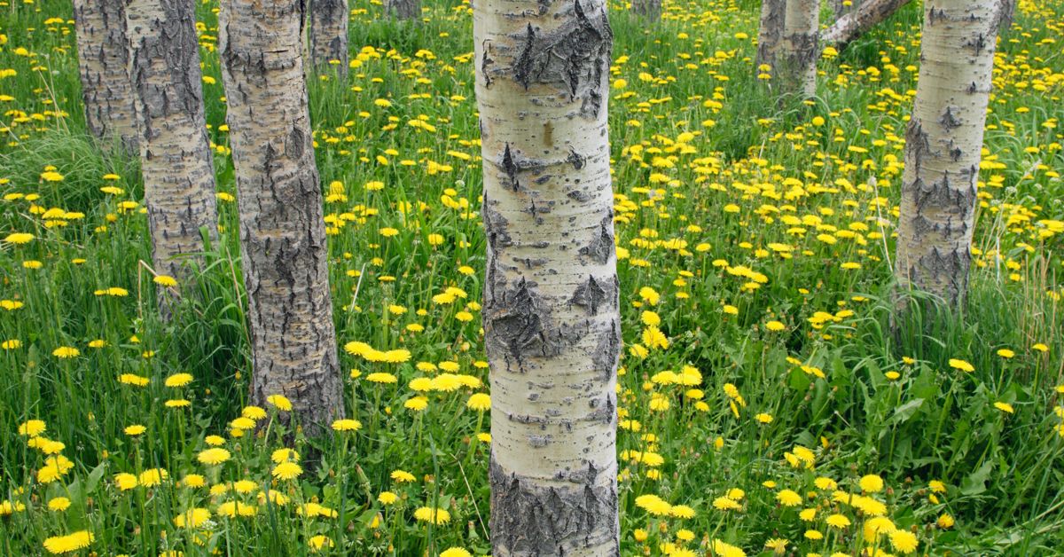 How to Grow a Balsam Poplar Tree The Habitat