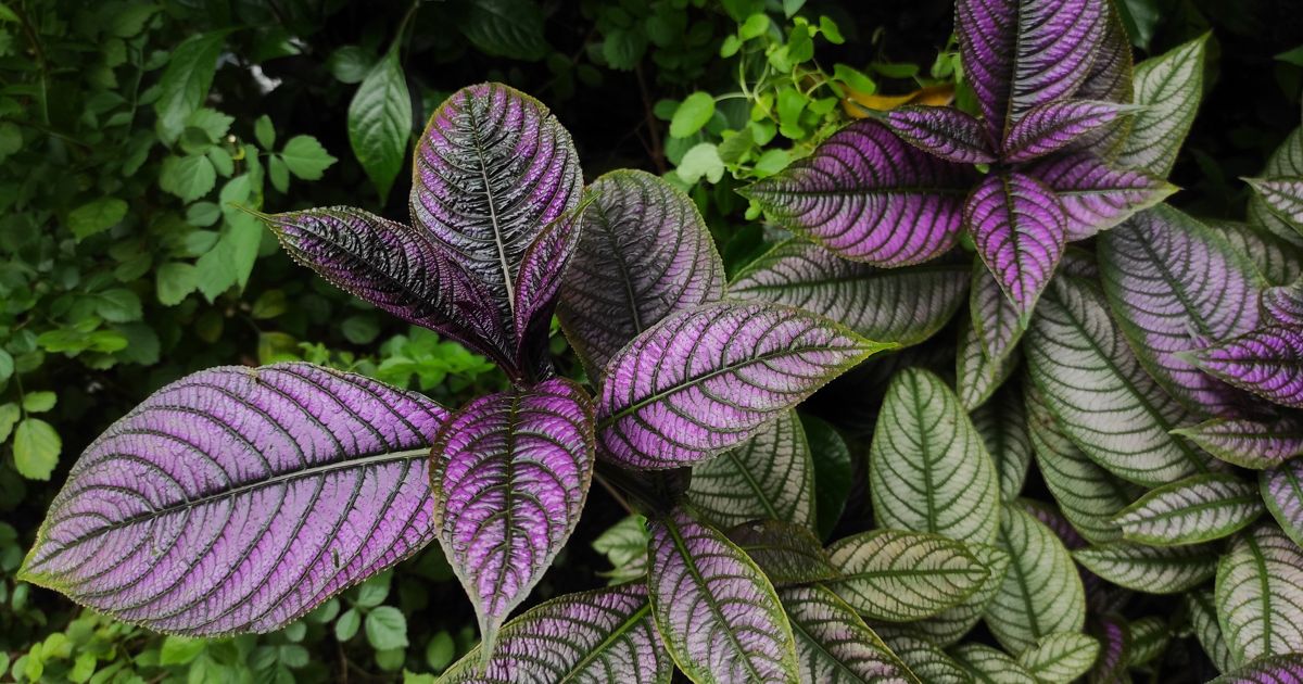 How To Grow Persian Shield The Habitat
