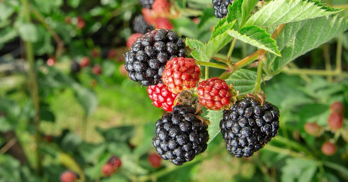 How To Grow Boysenberries in Your Garden The Habitat