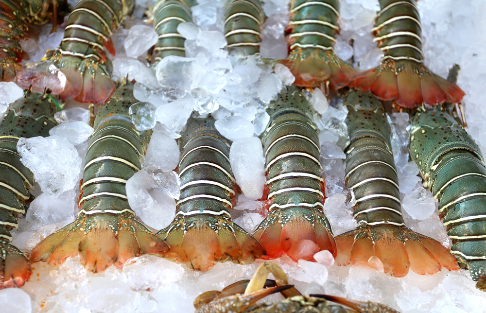 How to Cook Fresh or Frozen Lobster Tail Like a Gourmet The Habitat