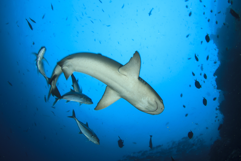 How Do Sharks Breathe? The Habitat
