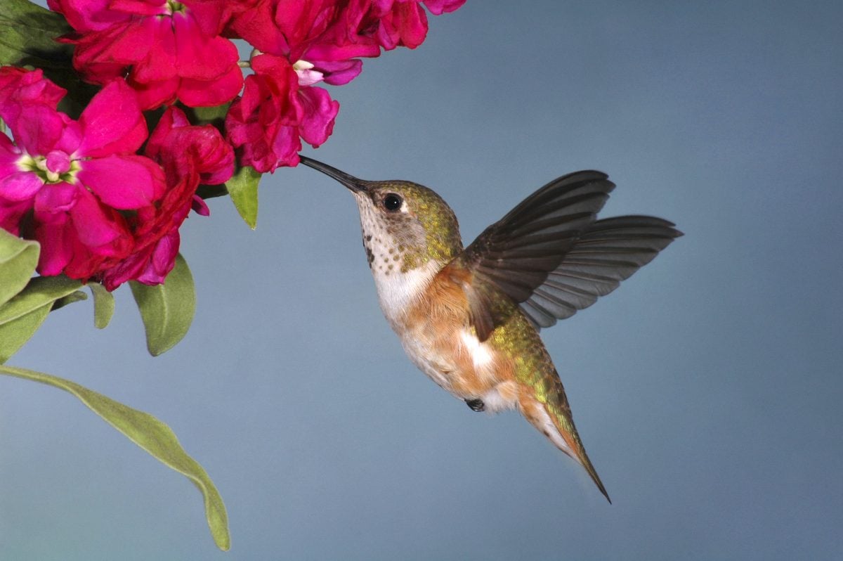 How to Start Feeding Hummingbirds The Habitat