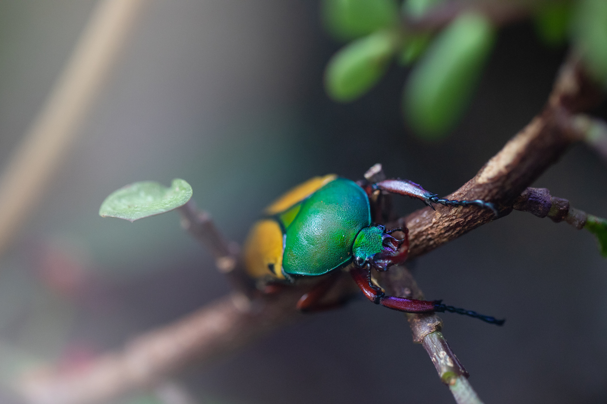 Expert advice for taking care of jade plants - The Habitat