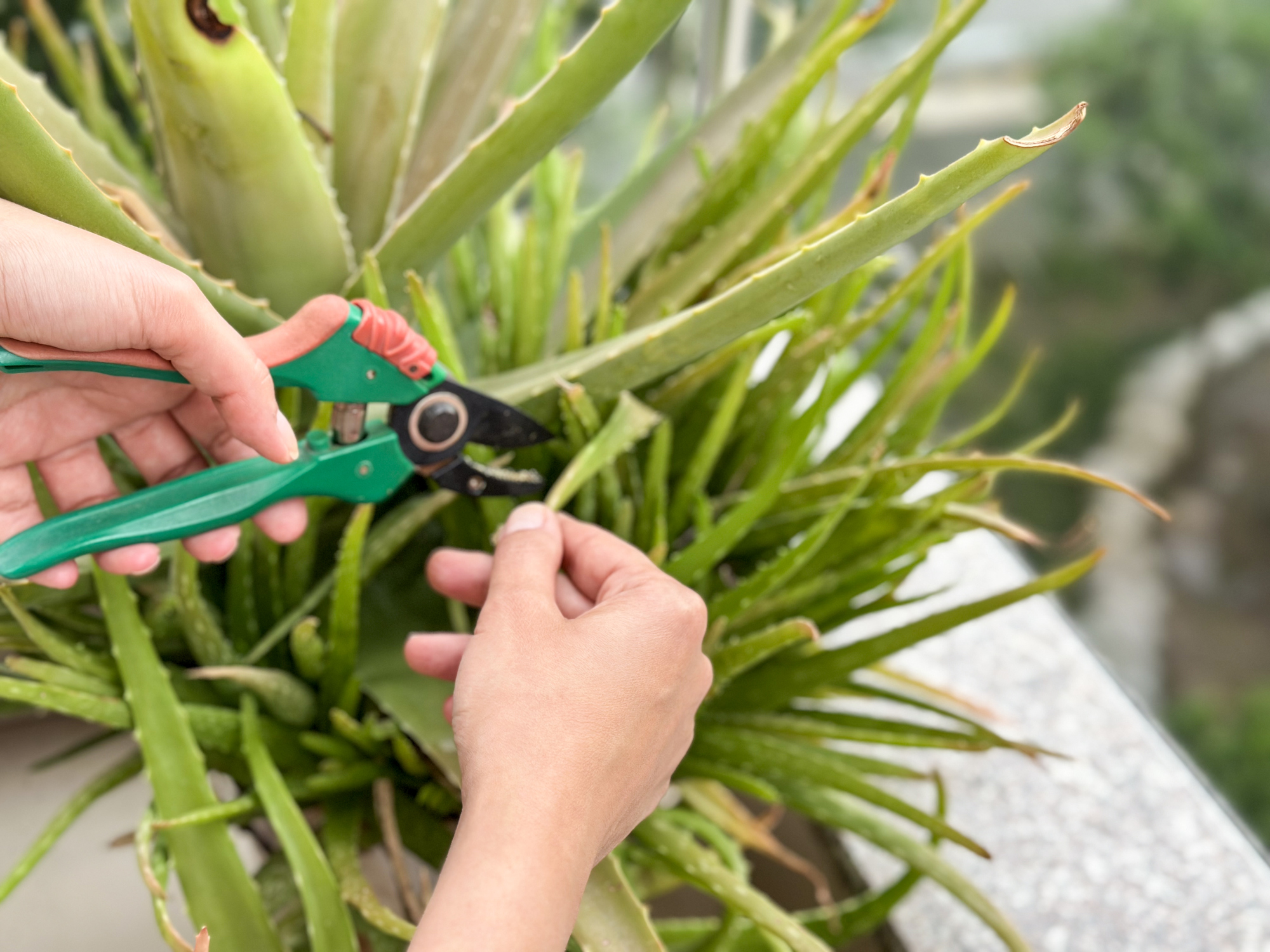 Expert Advice the Dos and Don'ts of Aloe Vera Plant Care The Habitat