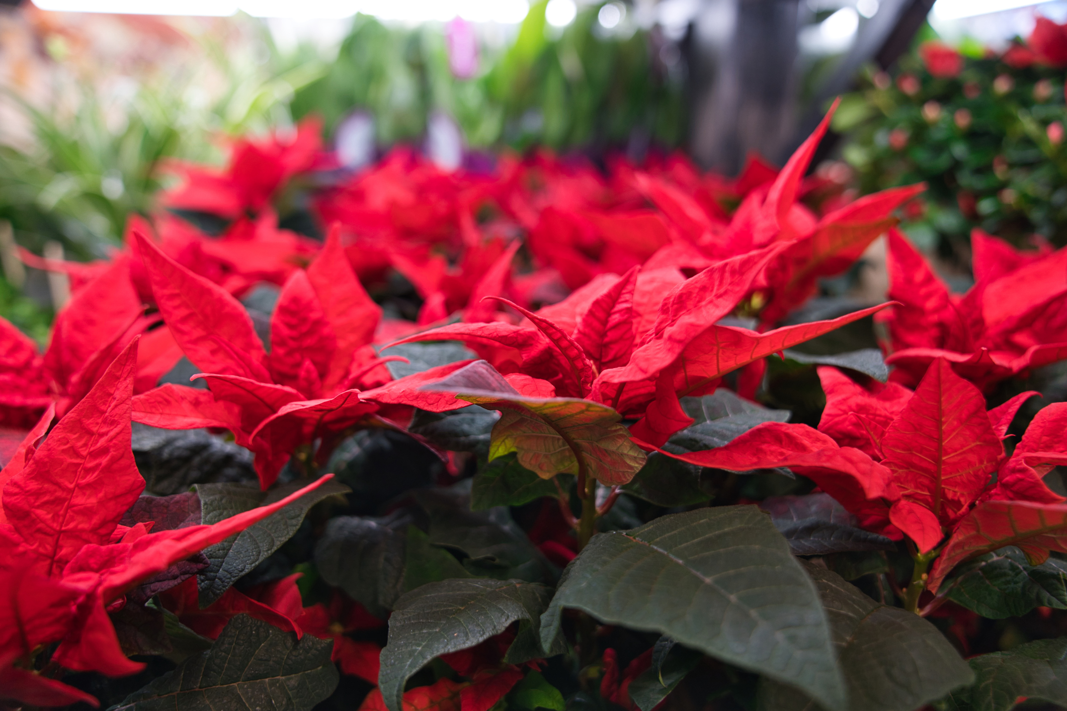 Can I Grow Poinsettias Grow YearRound? The Habitat