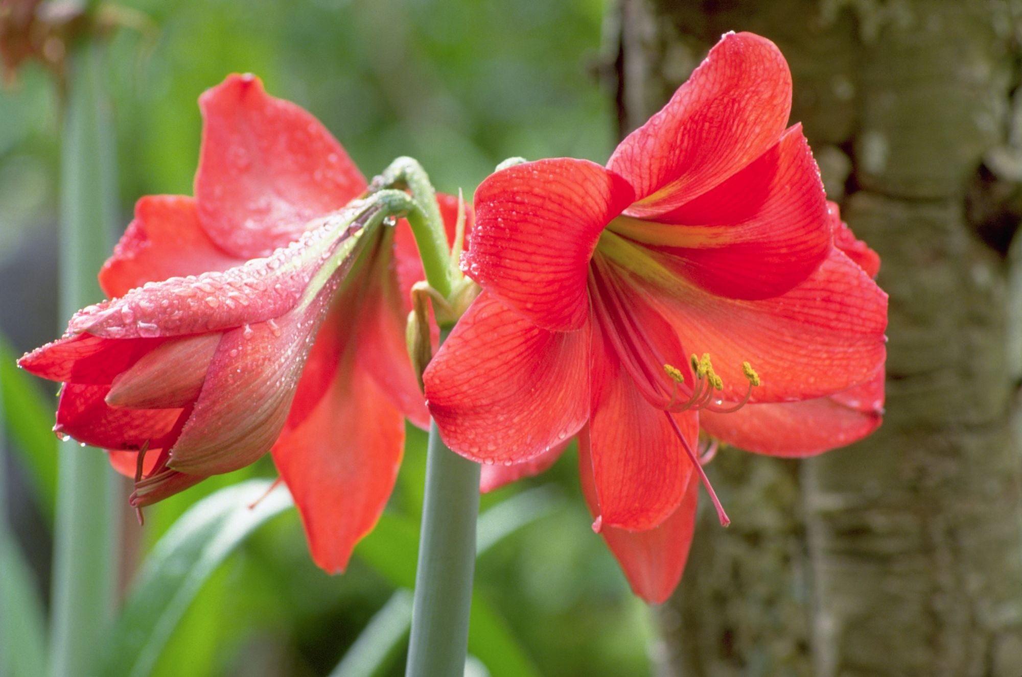 Taking Care Of Of Your Amaryllis The Habitat Taking care of of your amaryllis the habitat