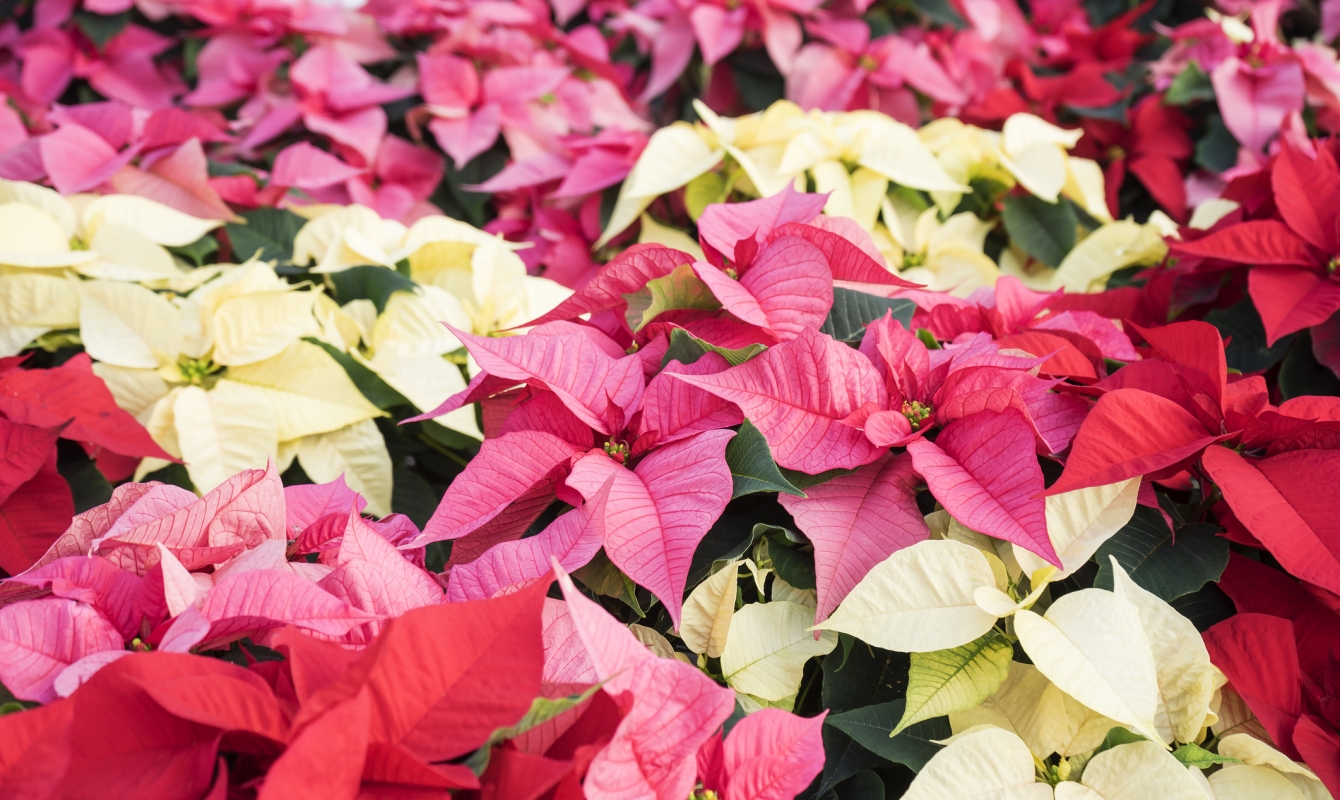 Can Poinsettias Grow YearRound? The Habitat