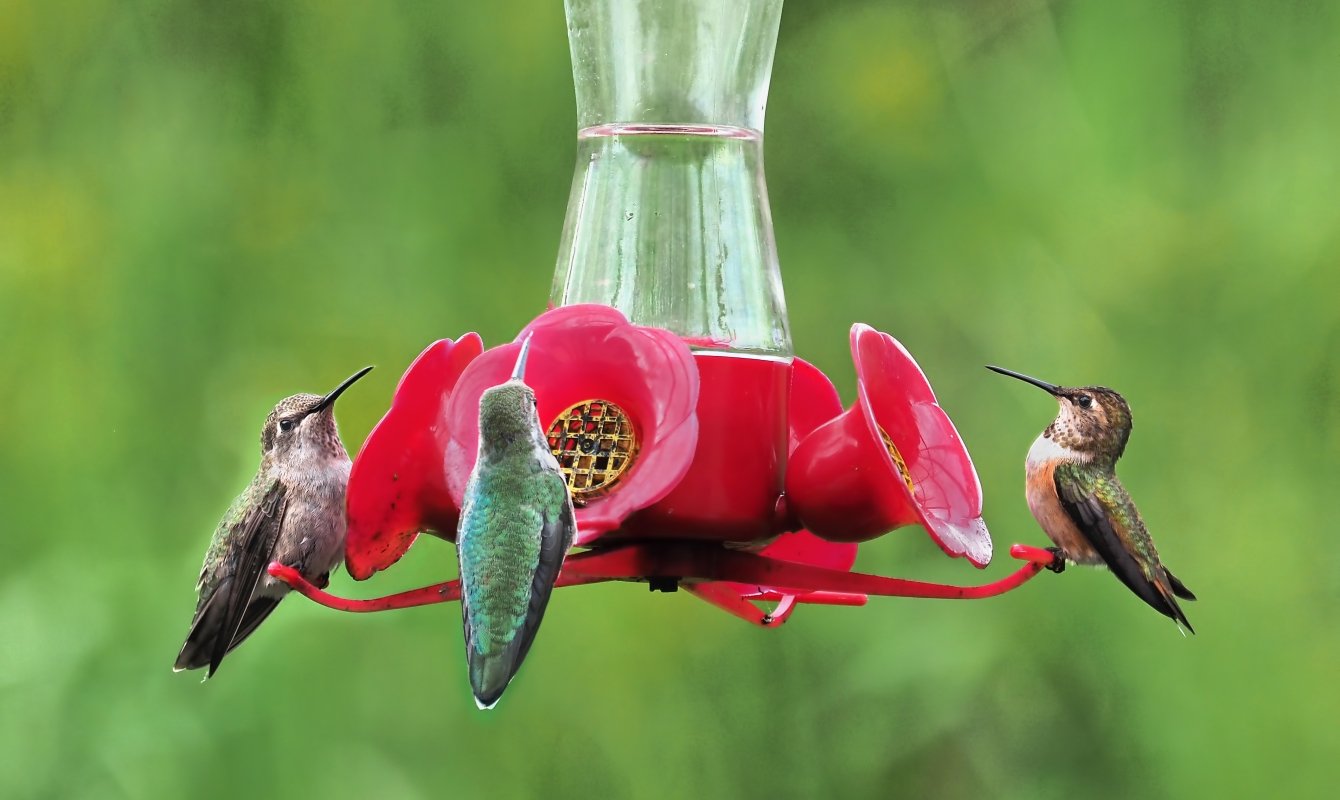 How to Start Feeding Hummingbirds The Habitat