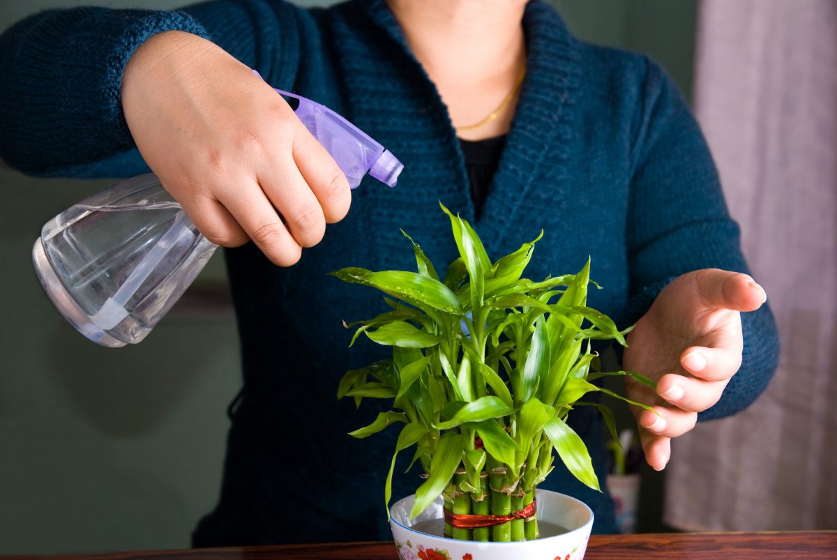 Houseplants You Can't Kill by Overwatering The Habitat