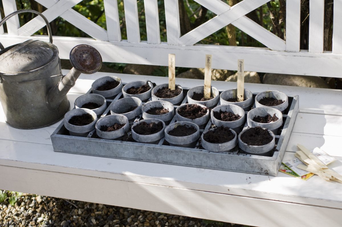 The secrets to cultivating delicious strawberries The Habitat