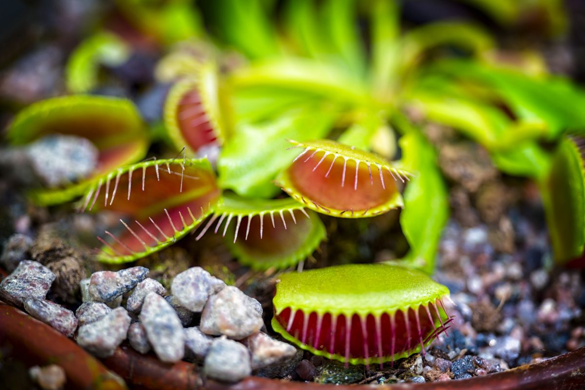Beautiful Carnivorous Plants for Any Garden - The Habitat