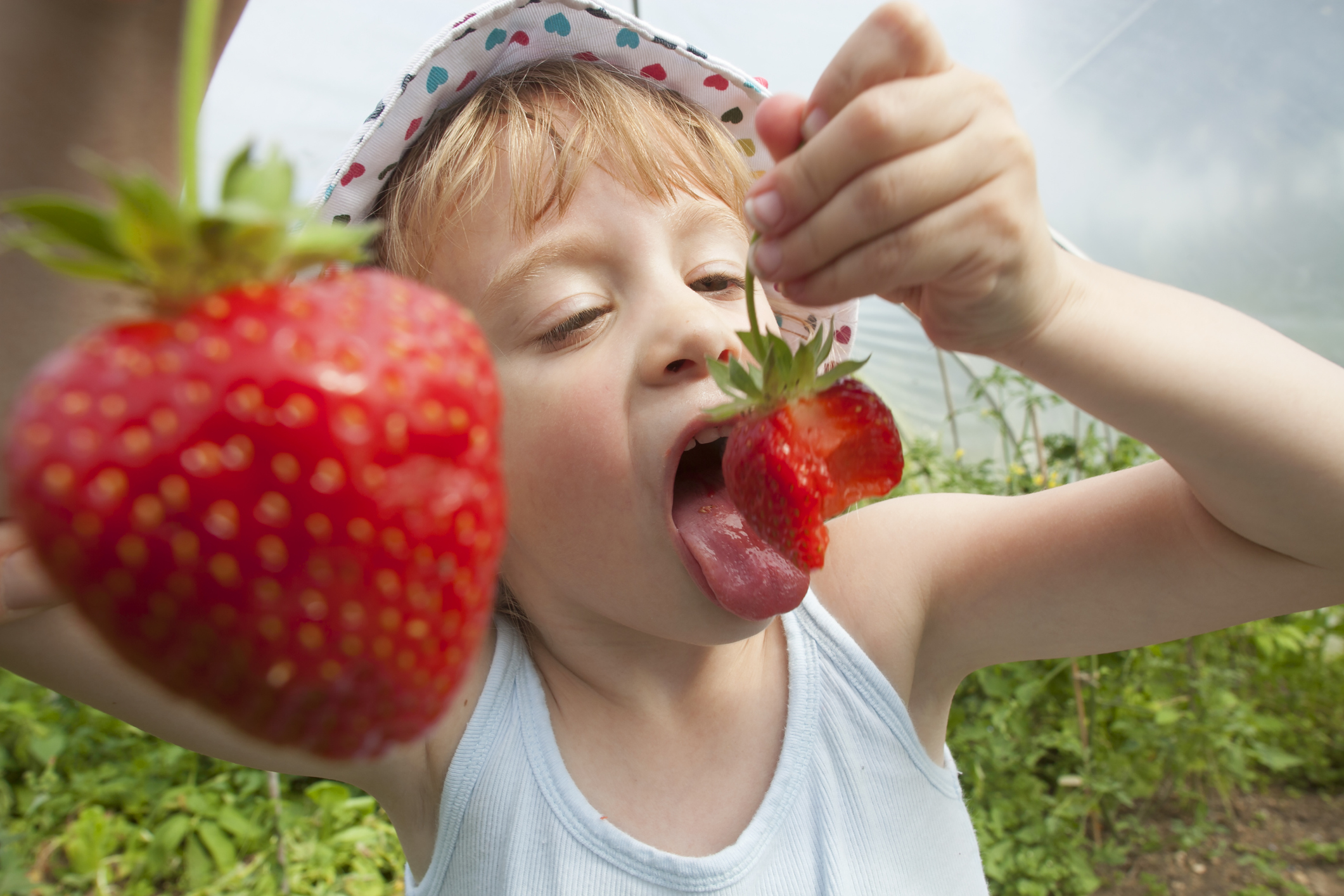 The secrets to cultivating delicious strawberries The Habitat