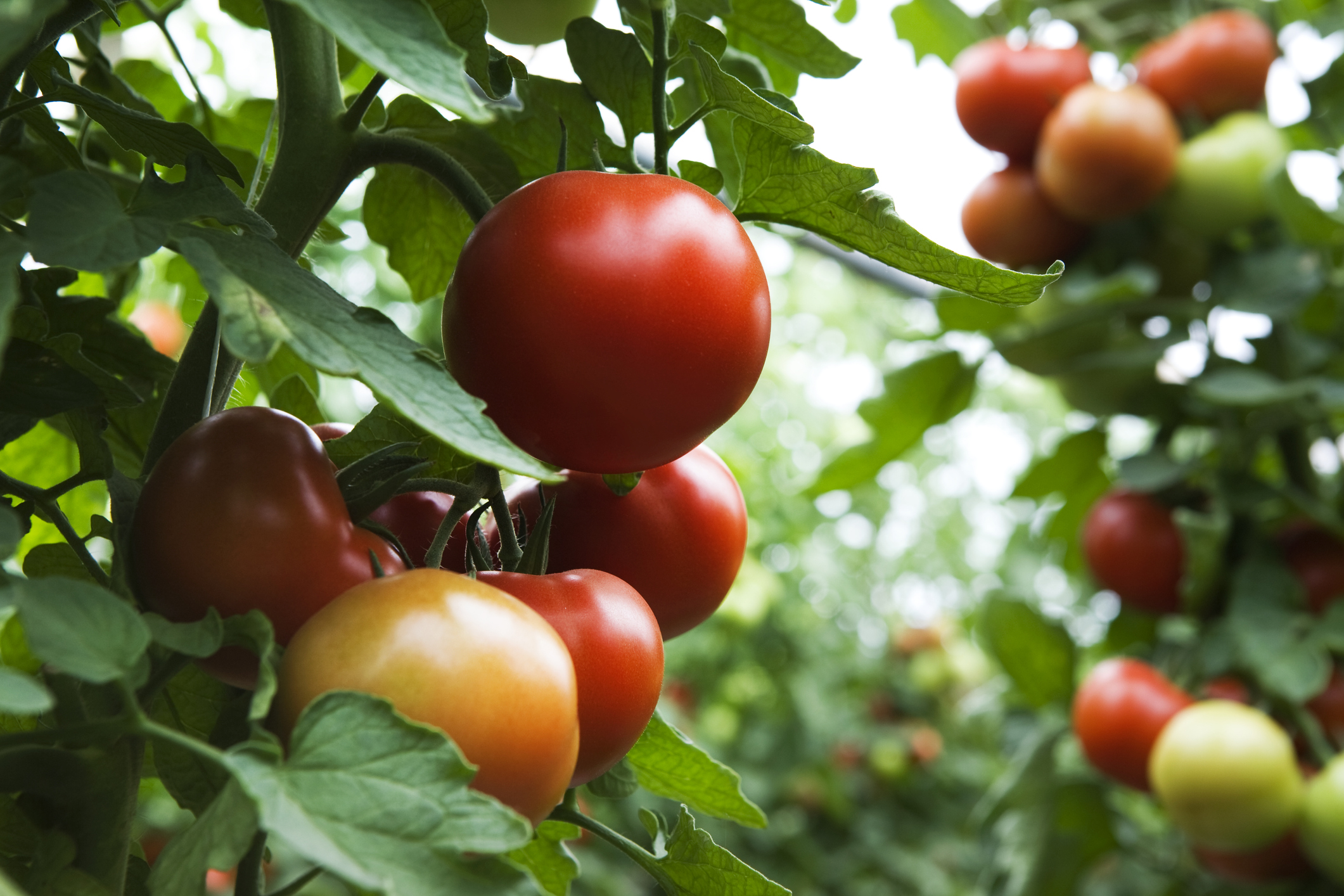 Expert Advice for Growing Your Best Tomatoes Yet The Habitat
