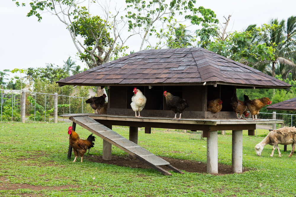 DIY Chicken Coop Ideas for Every Home The Habitat