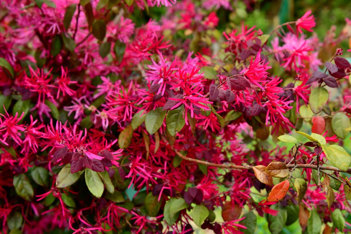 Brighten Your Home with These Red Flower Favorites The Habitat