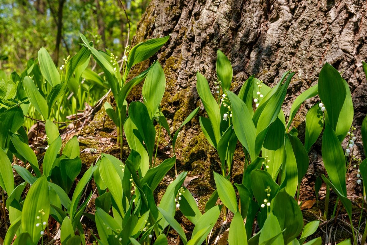 Lily of the Valley A Guide to the Beautiful and Toxic Plant The Habitat