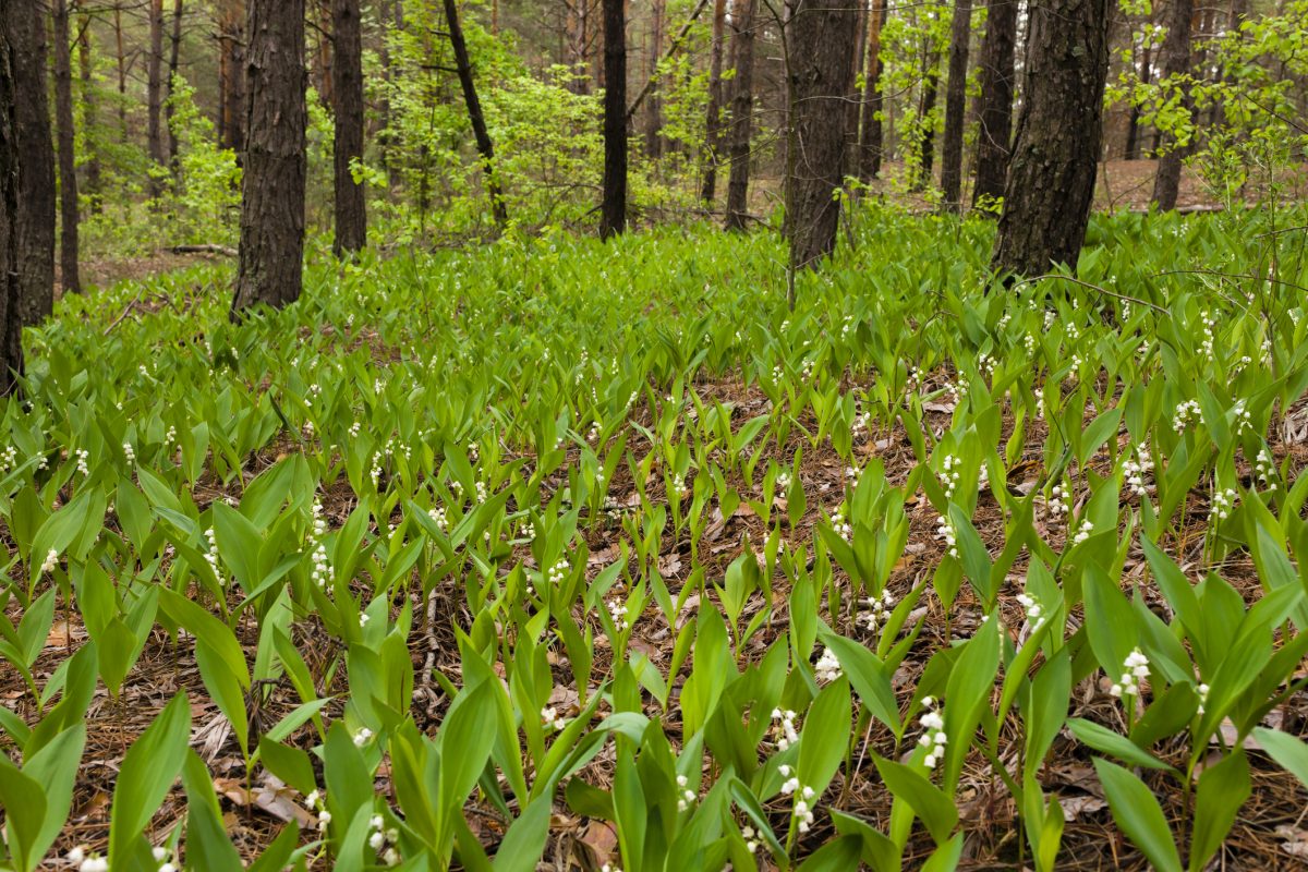 Lily of the Valley A Guide to the Beautiful and Toxic Plant The Habitat