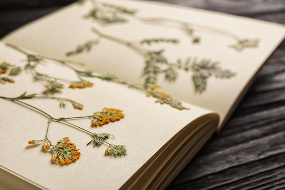15 Easy Flower-Pressing Methods to Try - The Habitat