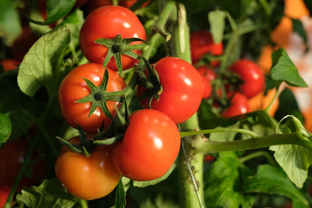 Tomato Fruit or Vegetable? The Habitat