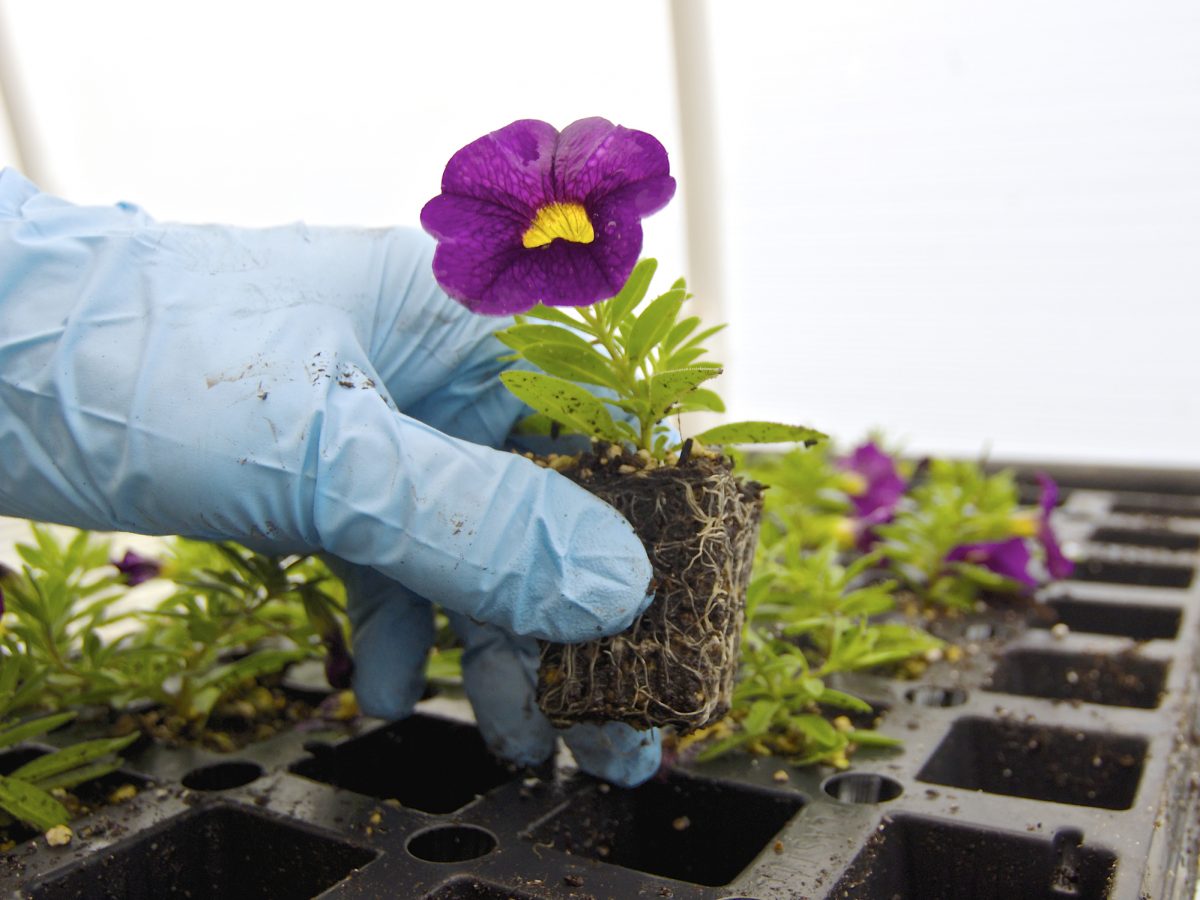Mastering Calibrachoa A Beginner's Guide The Habitat