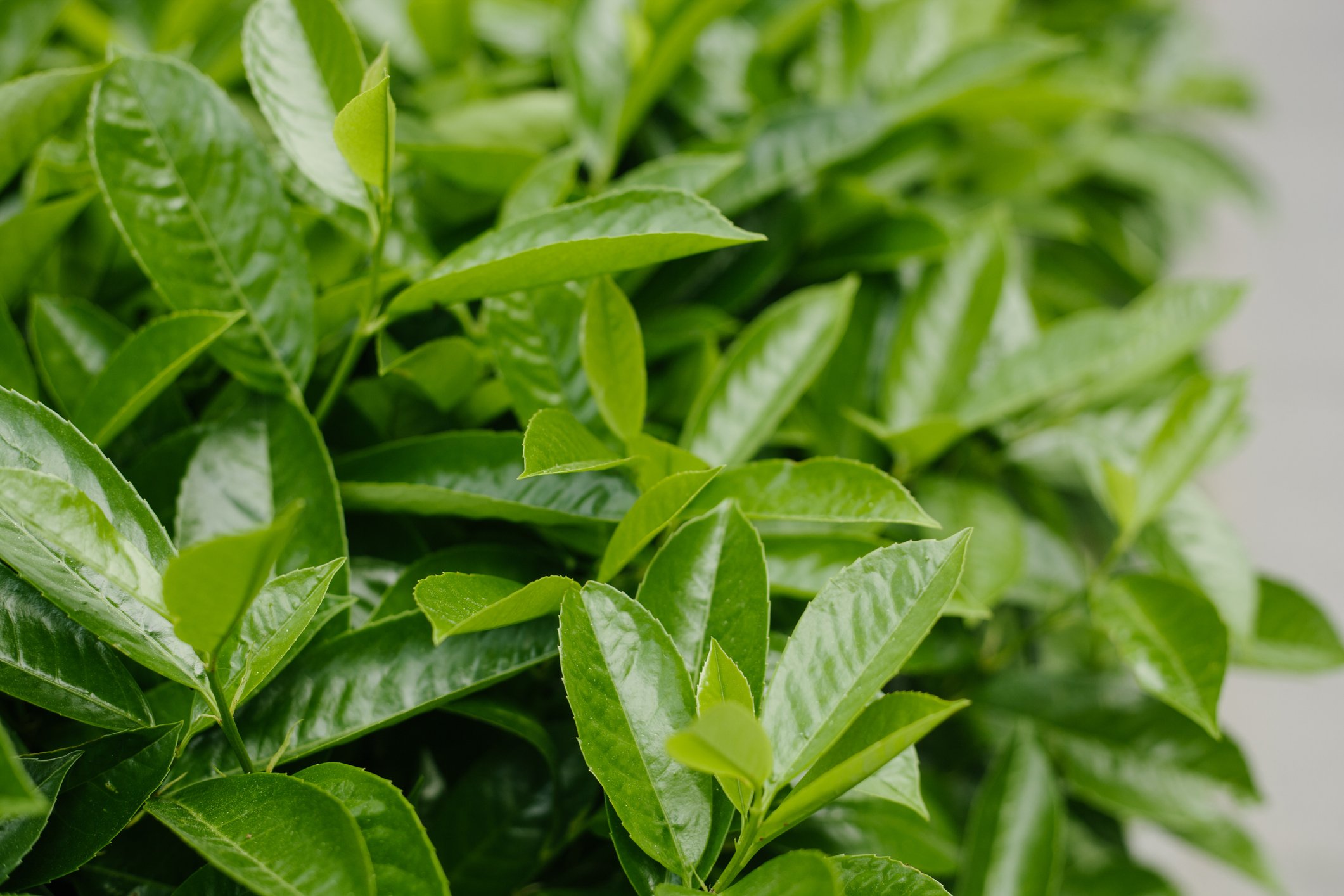 How to Remove Ladybugs from Your Home and Yard The Habitat