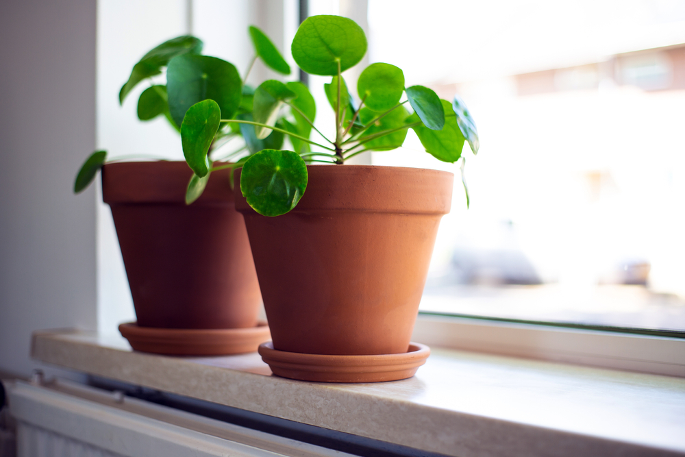 Pilea Peperomioides A Beginner's Guide The Habitat