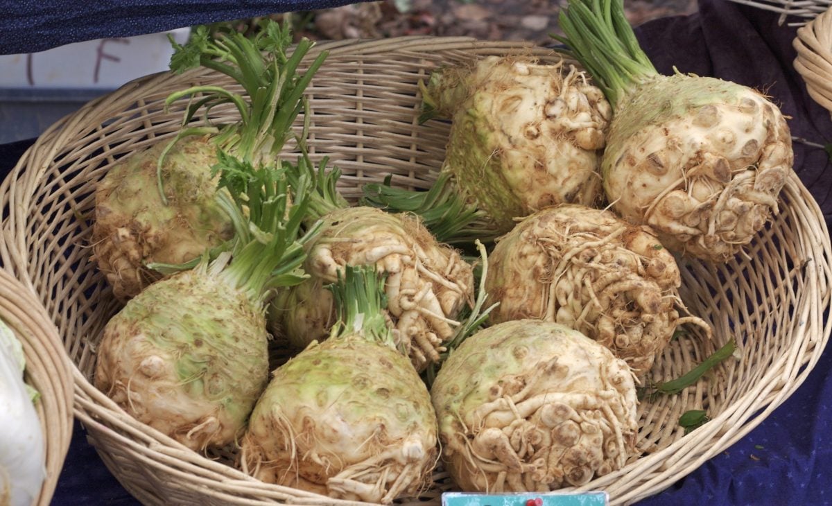 Tips for Growing Tastier Celery Yourself - The Habitat