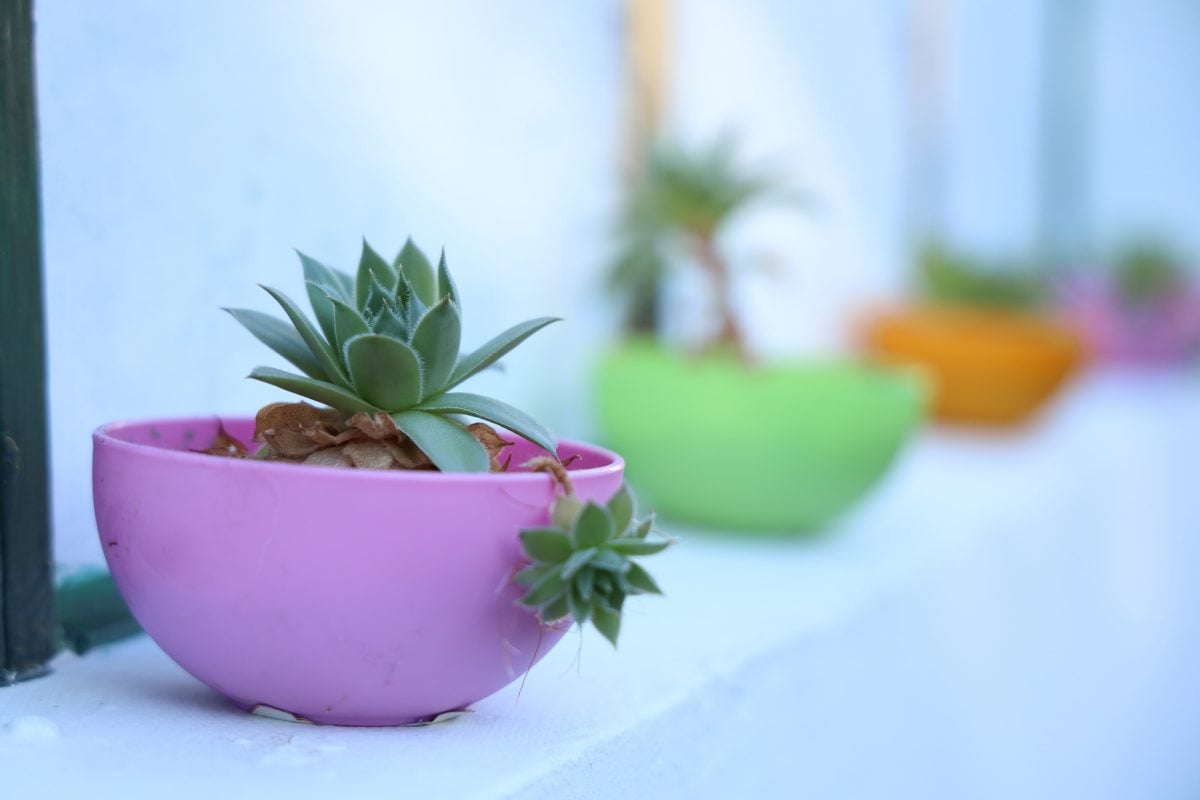 The Ultimate Guide to Growing Hens and Chicks Indoors The Habitat