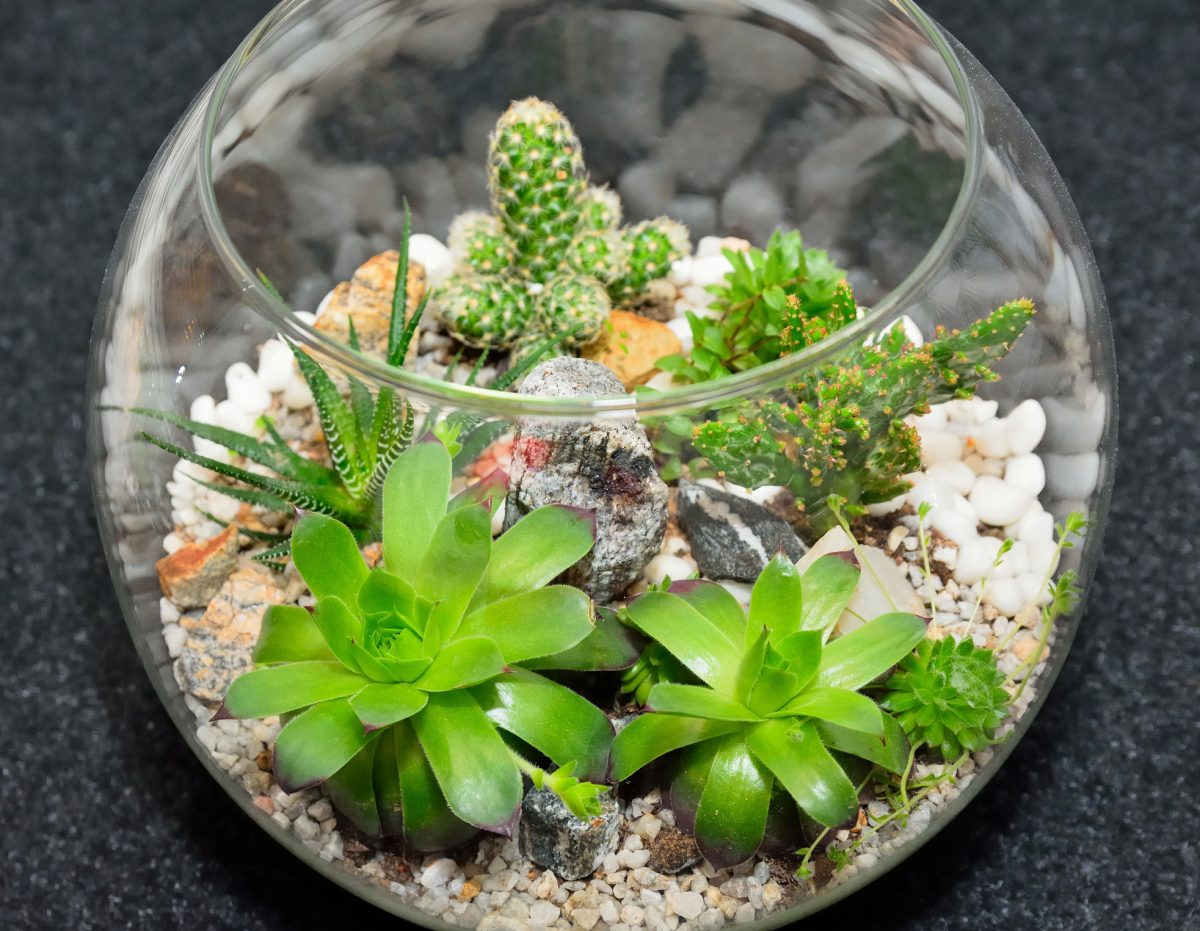 How to Build a Terrarium in a Few Simple Steps The Habitat