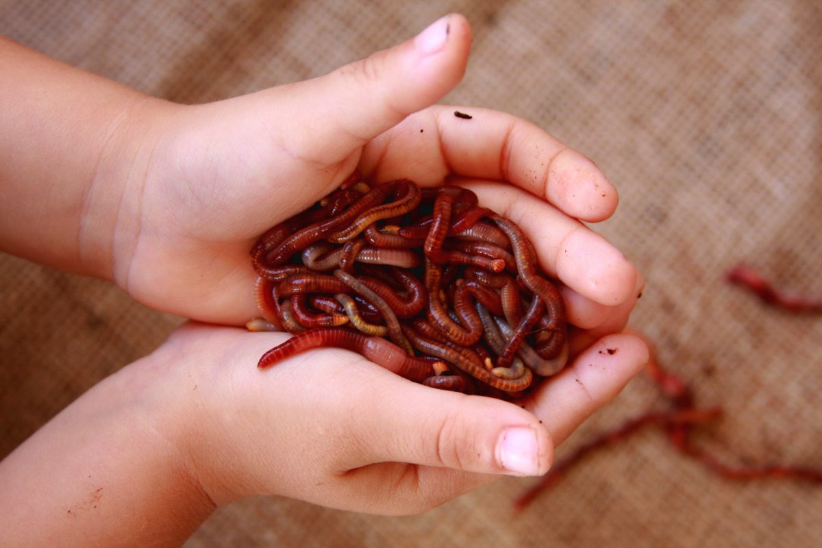 A Beginner's Guide to Building a Worm Farm The Habitat