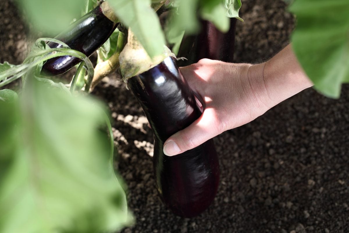 Pro Tips For a Bountiful Eggplant Harvest The Habitat