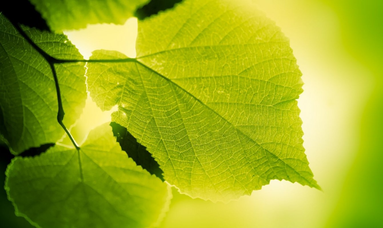 How Photosynthesis Affects Your Plants The Habitat