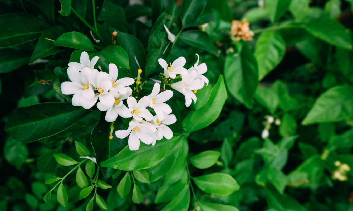 It's Easy to Grow Prolific, Aromatic Jasmine The Habitat