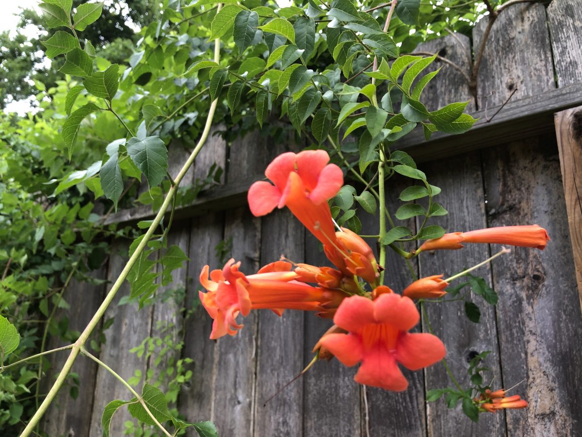 The Beauties and Burdens of Trumpet Vines The Habitat