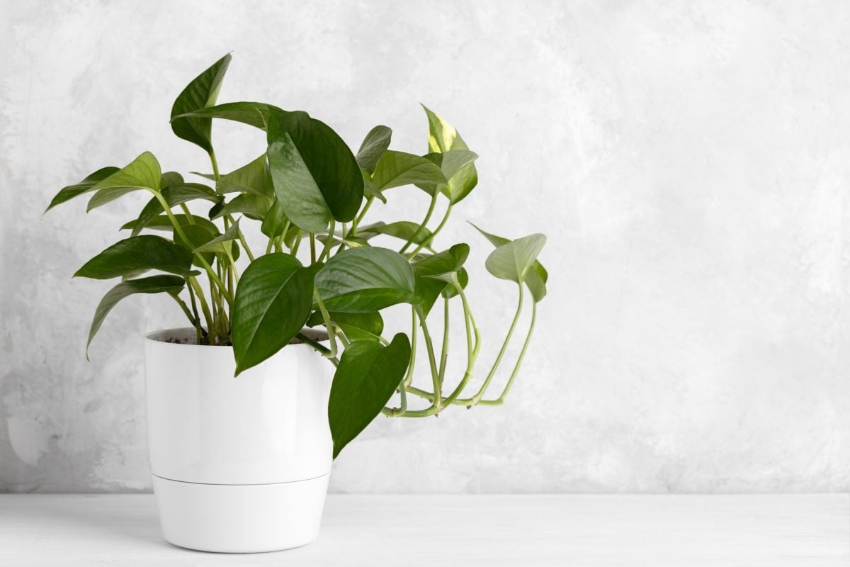 10 Easy Vine Plants to Grow Indoors The Habitat