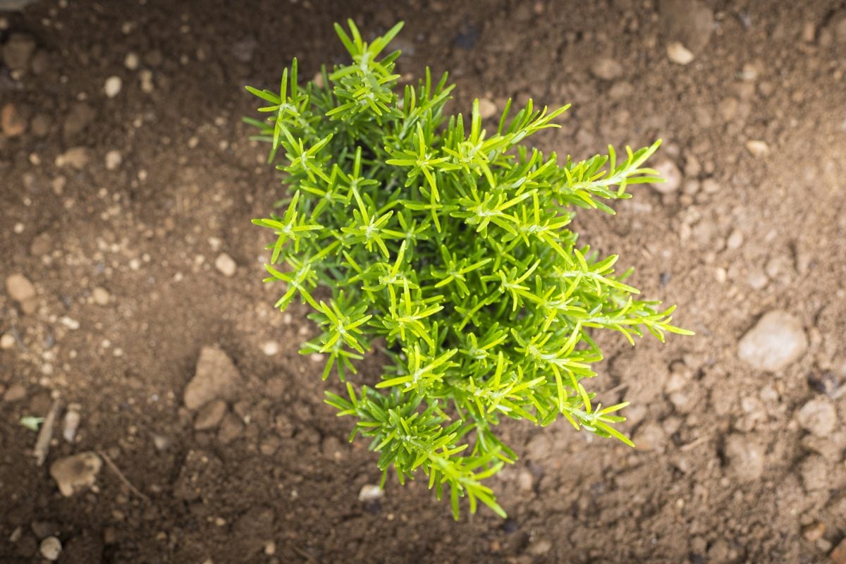 How To Grow Your Own Rosemary Plant The Habitat